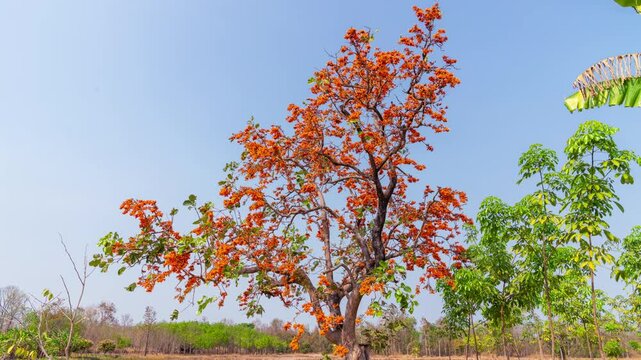 Time lapse 4k. Tropical orange flame red color flower blooming flame of the forest or bastard teak tree, with more flowers than leaves in full bloom.