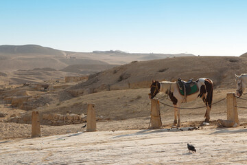Landscape of Giza with birds and horses in a sunny day, Egypt