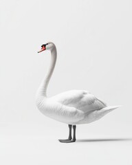 Fototapeta premium A graceful white swan with a long neck and red beak, isolated against a white background.
