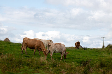 Donegal Cows