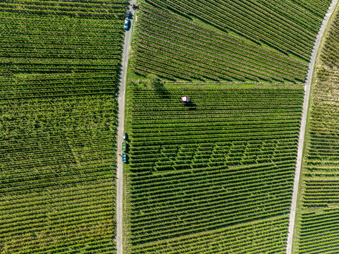 Full frame aerial shot of combine harvester among sunny, repeating horizontal rows of green vineyard
