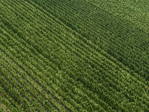 Full frame aerial view rows of lush green vineyard grapevines
