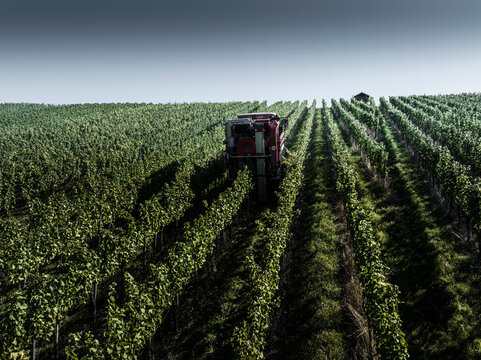 Grape harvester among repeating rows of lush, green grapevines, harvesting grapes in sunny vineyard
