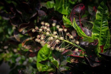 Close up shot of flower of croton plant background