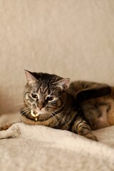Fototapeta premium Cute gray cat in a collar lies on a beige blanket