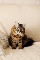 maine coon cat lying and looking at the camera