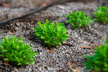 Close up fresh growing green coriander (cilantro) leaves in vegetable plot