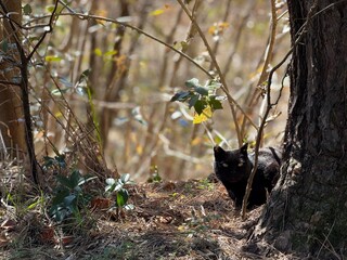 森林の中の黒猫