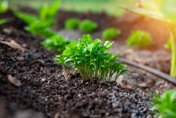 Close up fresh growing green coriander (cilantro) leaves in vegetable plot