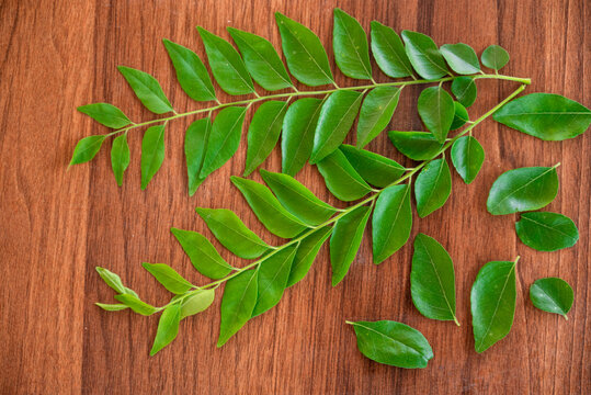 Fresh organic curry leaves (murraya koenigii ) on wooden background, Fresh curry leaves