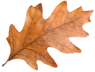 Obraz premium A detailed close up of a brown dried oak leaf