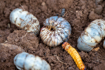 White chafer grub against the background of the soil. Larva of the May beetle. Agricultural pest