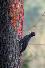 Male black woodpecker feeding on a pine tree