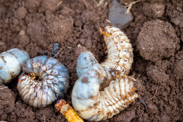 White chafer grub against the background of the soil. Larva of the May beetle. Agricultural pest