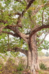 Grand Old Tree with Sprawling Branches and Leaves