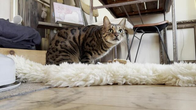 ぬいぐるみを噛むベンガル猫