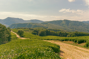 Obraz premium The road is surrounded by beautiful landscapes of tea plantations on the slopes of the Caucasus mountains. Fields on a clear sunny day, young tea leaves glisten in the light.