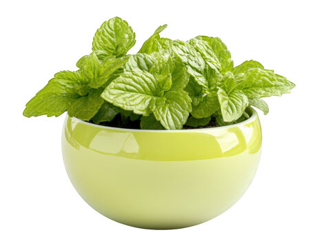Fototapeta Fresh mint leaves in vibrant green planter create lively and refreshing atmosphere. This captures essence of nature and gardening, perfect for culinary or home decor themes
