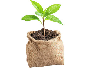 grow bag with young plant sprouting from rich soil, showcasing vibrant green leaves. This represents growth, sustainability, and gardening