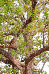 Majestic Tree Canopy with Twisting Branches and Leaves