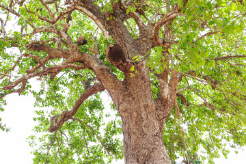 Majestic Tree with Lush Green Leaves and Termite Nest