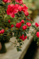 A greenhouse where azaleas and camellias are grown in pots