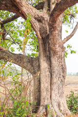 Massive Tree Trunk with Strong, Sprawling Branches