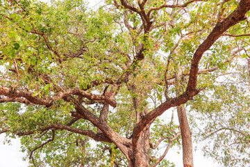 Sprawling Tree Branches with Vibrant Green Leaves Canopy