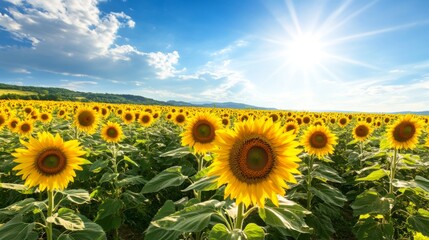 A breathtaking panoramic view of a sprawling sunflower field under a bright blue sky, with thousands of vibrant yellow blooms facing the sun, creating a cheerful landscape