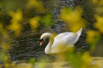 White mute  swan cygnus olor swimming in spring pond.  Photo outdoors through yellow blooming...