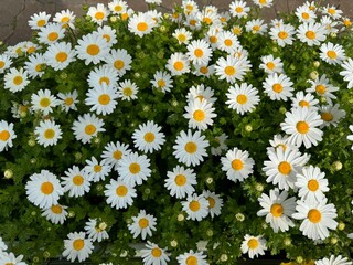 Beautiful White and Yellow Daisies Blooming in a Flowerpot