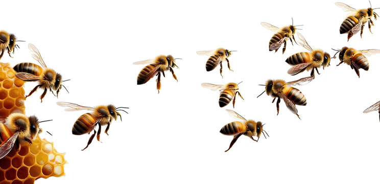 Honey Bees in Flight and on Honeycomb Close up Nature Photography