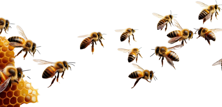 Honey Bees in Flight and on Honeycomb Close up Nature Photography