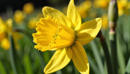 Fototapeta premium A single yellow daffodil in sharp focus against a blurred green background, highlighting the details of its delicate petals.