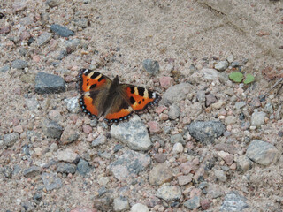 Schmetterling Kleiner Fuchs sitzt auf einem Kiesweg in Schweden