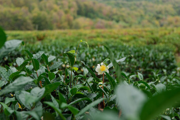 Fototapeta premium tea plantations autumn in Russia
