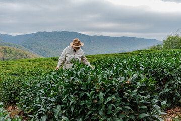 female farmer watches over tea plantations in the mountains