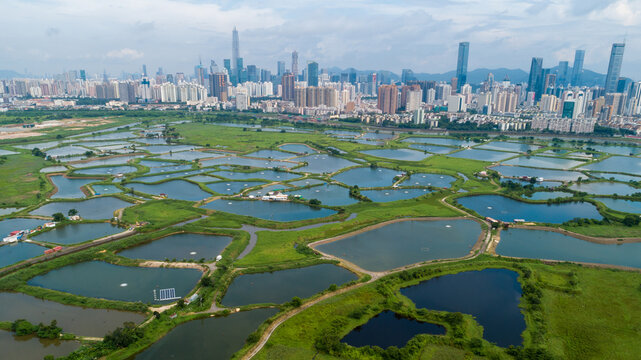 Aerial view of rural green fields with fish ponds on Hong Kong and the skylines of Shenzhen
