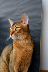 Portrait of an abyssinian cat on a black background. Young and Beautiful cat