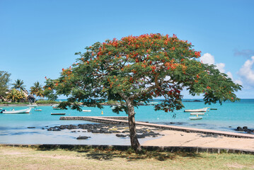 Beautiful scenery of Mauritius Island: a tranquil beach with a Flamboyant tree in the northern part of Cap Malheureux