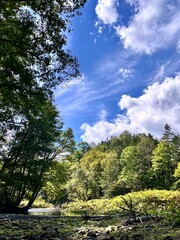 自然, 緑, 森, 風景, Nature, Green, Forest, Landscapes,