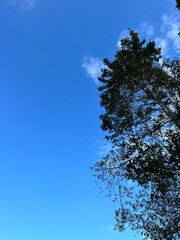 自然, 緑, 森, 風景, Nature, Green, Forest, Landscapes,