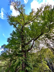 自然, 緑, 森, 風景, Nature, Green, Forest, Landscapes,