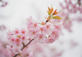 淡く美しく咲いた桜の花のクローズアップ