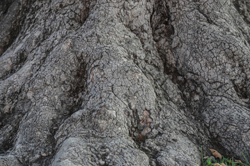 Textured roots of an ancient tree in a lush Albanian landscape during the midday sun