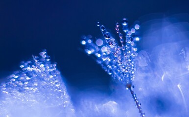 Shot of dewdrops on delicate plant stems against a dreamy blue background