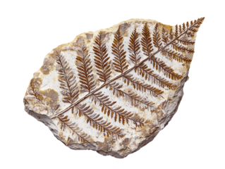 Natural fossilized fern leaf from ancient geological period isolated on transparent background - PNG