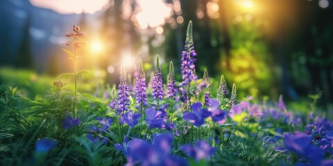 Obraz premium Vibrant sunset illuminating a field of blooming flowers, creating a serene and colorful landscape.