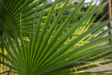 Vibrant green palm leaves in Albania showcasing natural beauty in a sunny outdoor environment during the day