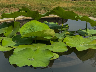 Large circular lotus leaves create a lush surface in a calm pond under sunlight